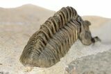 Extremely Rare Lanceaspis Trilobite - Mjane, Morocco #299840-5